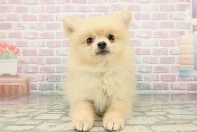 栃木県のポメラニアン (Coo&RIKUイオンタウン佐野店/2025年12月13日生まれ/男の子/クリーム)の子犬の1枚目の画像