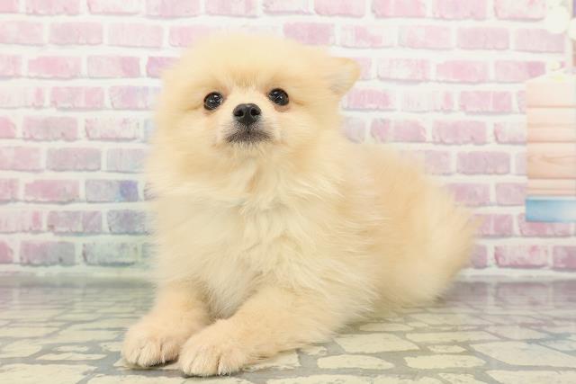 栃木県のポメラニアン (Coo&RIKUイオンタウン佐野店/2025年12月13日生まれ/男の子/クリーム)の子犬の2枚目の画像