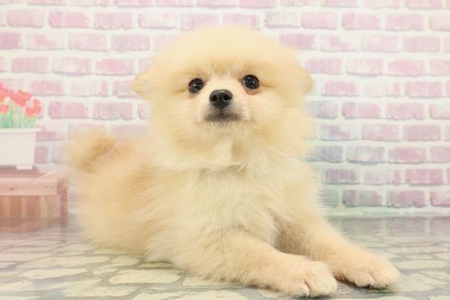 栃木県のポメラニアン (Coo&RIKUイオンタウン佐野店/2025年12月13日生まれ/男の子/クリーム)の子犬の3枚目の画像