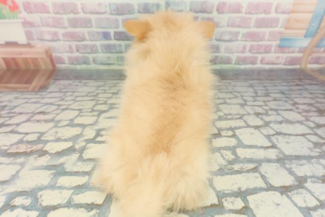 栃木県のポメラニアン (Coo&RIKUイオンタウン佐野店/2025年12月13日生まれ/男の子/クリーム)の子犬の4枚目の画像