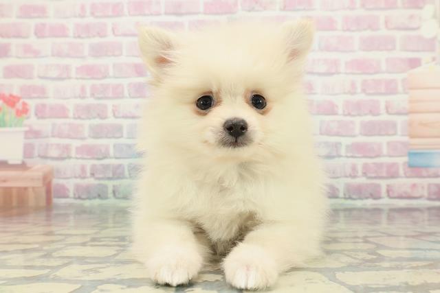 神奈川県のポメラニアン (Coo&RIKU江の島店/2025年12月13日生まれ/男の子/クリーム)の子犬の1枚目の画像
