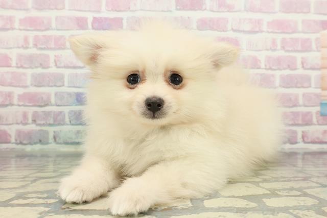 神奈川県のポメラニアン (Coo&RIKU江の島店/2025年12月13日生まれ/男の子/クリーム)の子犬の2枚目の画像