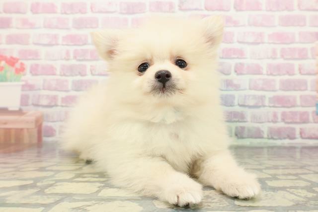 神奈川県のポメラニアン (Coo&RIKU江の島店/2025年12月13日生まれ/男の子/クリーム)の子犬の3枚目の画像