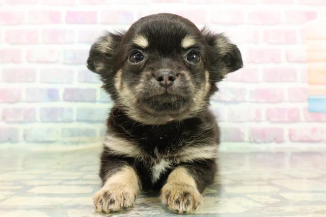 チワワ(ロングコート)