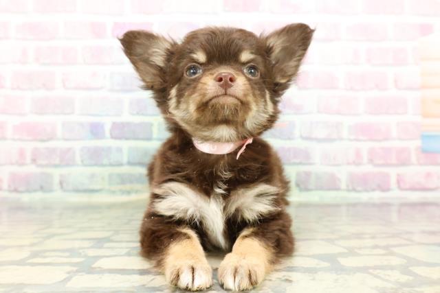 チワワ(ロングコート)