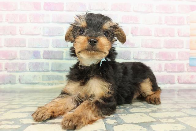 東京都のヨークシャーテリア (Coo&RIKU東久留米店/2025年12月15日生まれ/男の子/スチールブルータン)の子犬の2枚目の画像