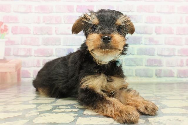 東京都のヨークシャーテリア (Coo&RIKU東久留米店/2025年12月15日生まれ/男の子/スチールブルータン)の子犬の3枚目の画像