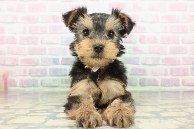 神奈川県のヨークシャーテリア (Coo&RIKU藤沢店/2025年12月15日生まれ/女の子/スチールブルータン)の子犬の1枚目の画像