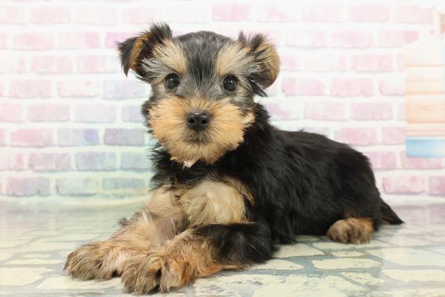 神奈川県のヨークシャーテリア (Coo&RIKU藤沢店/2025年12月15日生まれ/女の子/スチールブルータン)の子犬の2枚目の画像