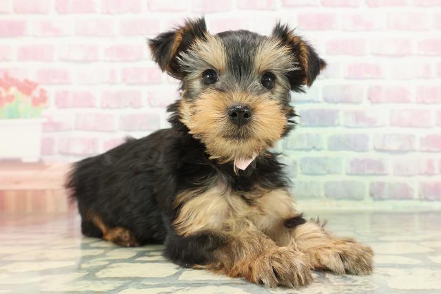 神奈川県のヨークシャーテリア (Coo&RIKU藤沢店/2025年12月15日生まれ/女の子/スチールブルータン)の子犬の3枚目の画像