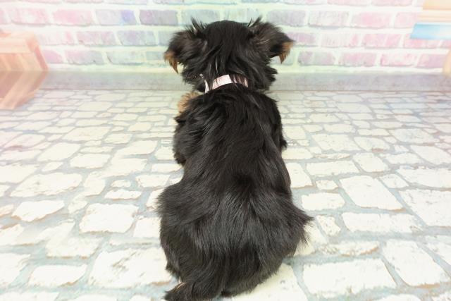 神奈川県のヨークシャーテリア (Coo&RIKU藤沢店/2025年12月15日生まれ/女の子/スチールブルータン)の子犬の4枚目の画像