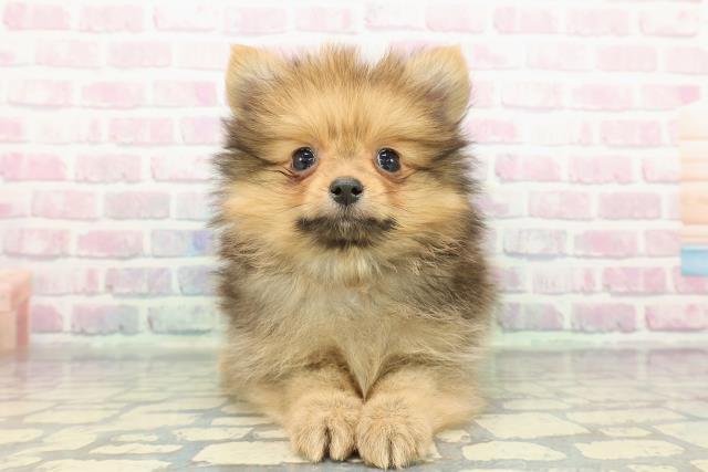 神奈川県のポメラニアン (Coo&RIKU平塚店/2025年12月16日生まれ/男の子/オレンジ)の子犬