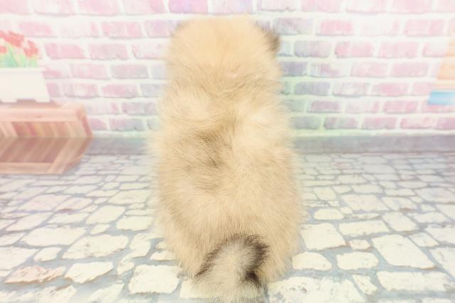 神奈川県のポメラニアン (Coo&RIKU藤沢店/2025年12月16日生まれ/女の子/ウルフセーブル)の子犬の4枚目の画像