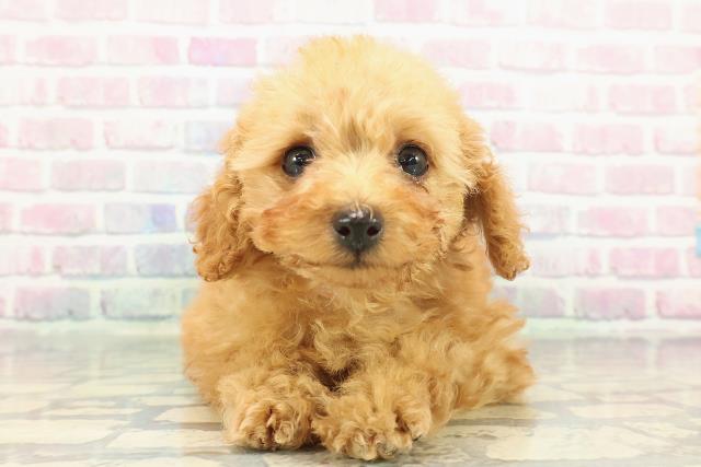 茨城県のトイプードル(トイ) (Coo&RIKU筑西店/2025年12月5日生まれ/女の子/アプリコット)の子犬の1枚目の画像