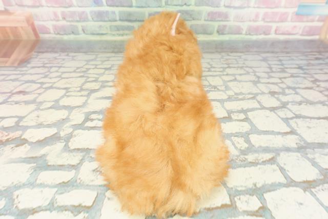 茨城県のトイプードル(トイ) (Coo&RIKU筑西店/2025年12月5日生まれ/女の子/アプリコット)の子犬の4枚目の画像