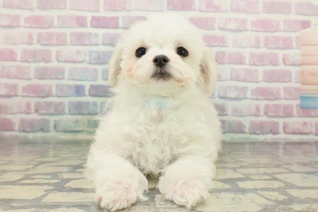 神奈川県のマルチーズ (Coo&RIKU相模原店/2025年12月8日生まれ/男の子/ホワイト)の子犬の1枚目の画像