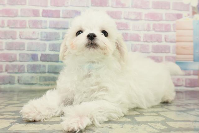 神奈川県のマルチーズ (Coo&RIKU相模原店/2025年12月8日生まれ/男の子/ホワイト)の子犬の2枚目の画像