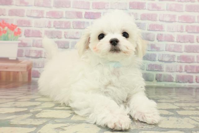 神奈川県のマルチーズ (Coo&RIKU相模原店/2025年12月8日生まれ/男の子/ホワイト)の子犬の3枚目の画像