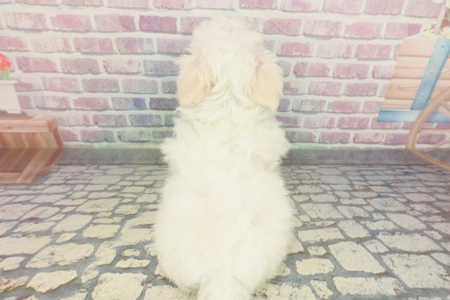 神奈川県のマルチーズ (Coo&RIKU相模原店/2025年12月8日生まれ/男の子/ホワイト)の子犬の4枚目の画像