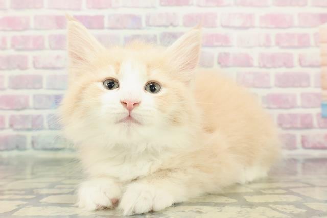 東京都のノルウェージャンフォレストキャット (Coo&RIKU中野サンモール店/2025年12月15日生まれ/男の子/クリームタビーホワイト)の子猫の2枚目の画像