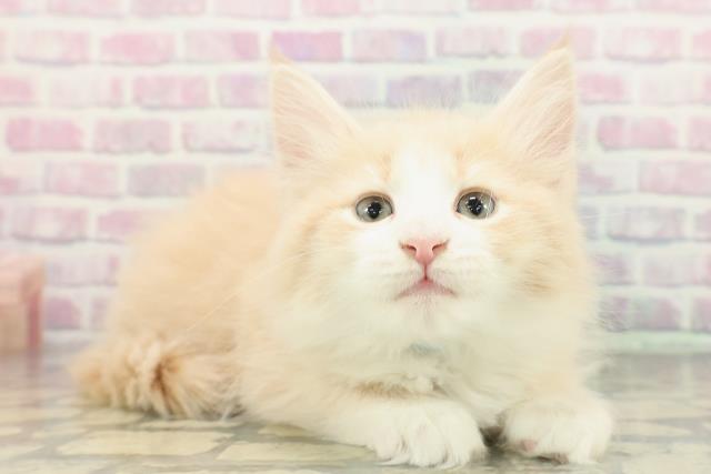 東京都のノルウェージャンフォレストキャット (Coo&RIKU中野サンモール店/2025年12月15日生まれ/男の子/クリームタビーホワイト)の子猫の3枚目の画像