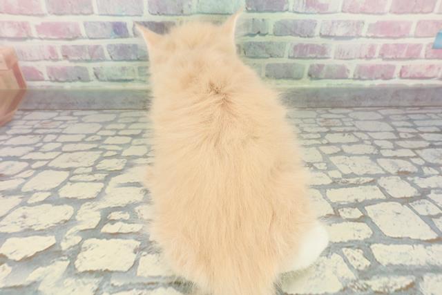 東京都のノルウェージャンフォレストキャット (Coo&RIKU中野サンモール店/2025年12月15日生まれ/男の子/クリームタビーホワイト)の子猫の4枚目の画像