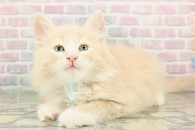 東京都のノルウェージャンフォレストキャット (Coo&RIKU新宿三丁目店/2025年12月15日生まれ/男の子/クリームタビーホワイト)の子猫の2枚目の画像