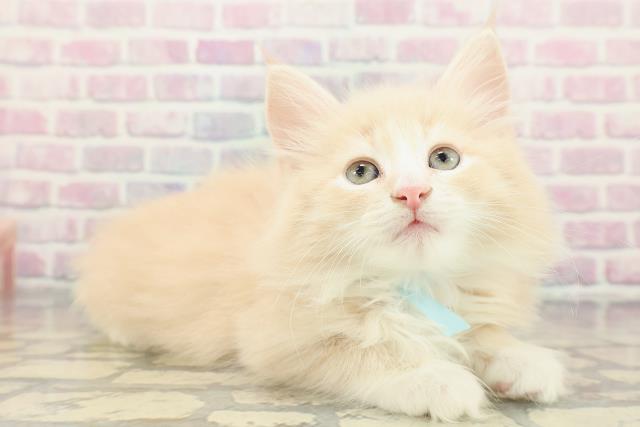 東京都のノルウェージャンフォレストキャット (Coo&RIKU新宿三丁目店/2025年12月15日生まれ/男の子/クリームタビーホワイト)の子猫の3枚目の画像