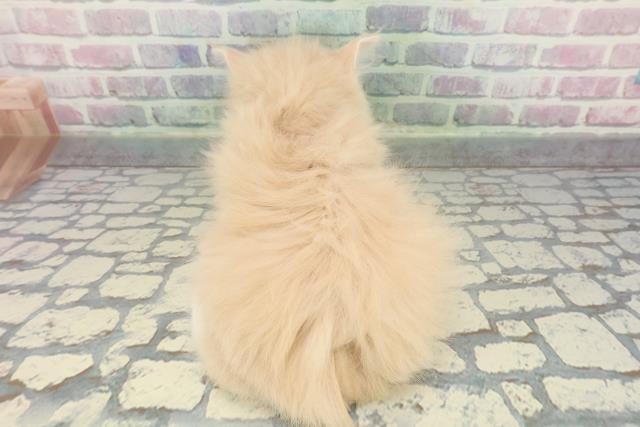 東京都のノルウェージャンフォレストキャット (Coo&RIKU新宿三丁目店/2025年12月15日生まれ/男の子/クリームタビーホワイト)の子猫の4枚目の画像