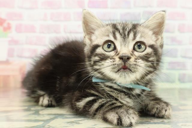 東京都のスコティッシュフォールド (Coo&RIKU足立本店/2025年12月15日生まれ/男の子/シルバータビー)の子猫の3枚目の画像