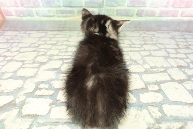 東京都のスコティッシュフォールド (Coo&RIKU足立本店/2025年12月15日生まれ/男の子/シルバータビー)の子猫の4枚目の画像