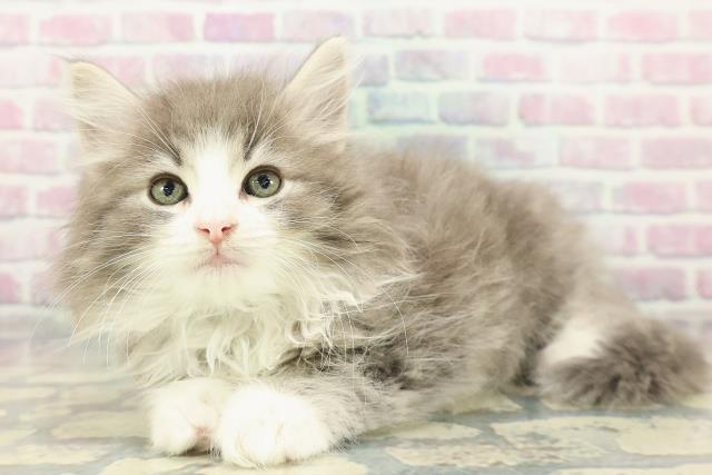 東京都のノルウェージャンフォレストキャット (Coo&RIKU下北沢店/2025年12月15日生まれ/男の子/ブルータビーホワイト)の子猫の2枚目の画像