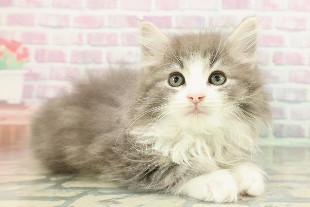 東京都のノルウェージャンフォレストキャット (Coo&RIKU下北沢店/2025年12月15日生まれ/男の子/ブルータビーホワイト)の子猫の3枚目の画像