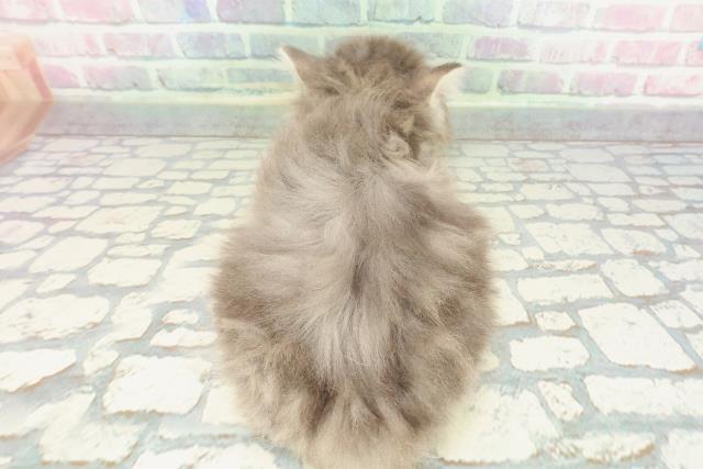 東京都のノルウェージャンフォレストキャット (Coo&RIKU下北沢店/2025年12月15日生まれ/男の子/ブルータビーホワイト)の子猫の4枚目の画像