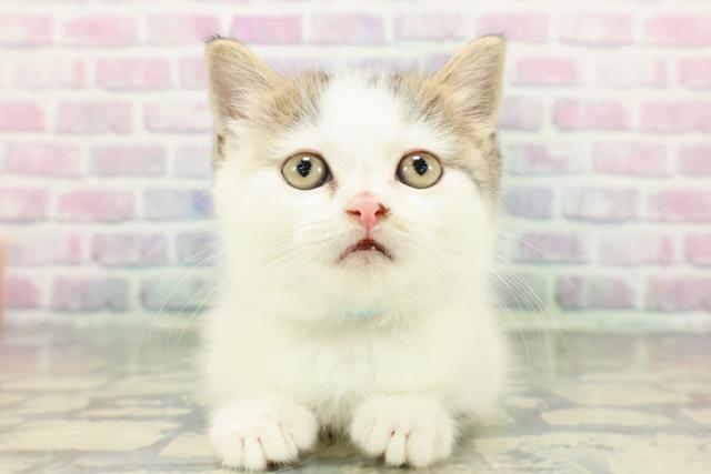 東京都のスコティッシュフォールド (Coo&RIKU自由が丘店/2025年12月15日生まれ/男の子/ブラウンタビーホワイト)の子猫の1枚目の画像