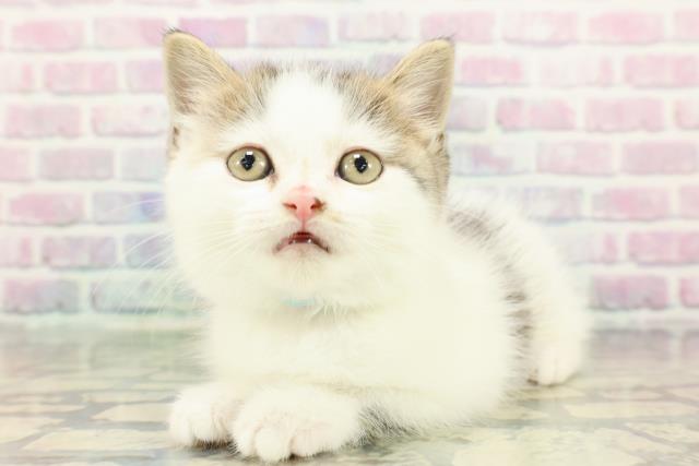 東京都のスコティッシュフォールド (Coo&RIKU自由が丘店/2025年12月15日生まれ/男の子/ブラウンタビーホワイト)の子猫の2枚目の画像