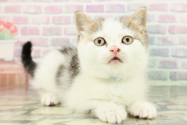 東京都のスコティッシュフォールド (Coo&RIKU自由が丘店/2025年12月15日生まれ/男の子/ブラウンタビーホワイト)の子猫の3枚目の画像