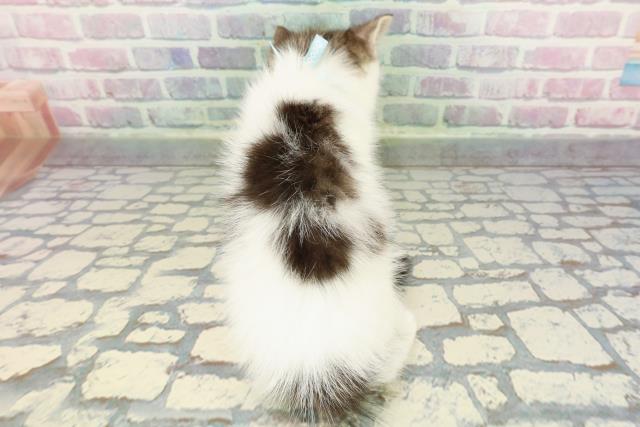 東京都のスコティッシュフォールド (Coo&RIKU自由が丘店/2025年12月15日生まれ/男の子/ブラウンタビーホワイト)の子猫の4枚目の画像