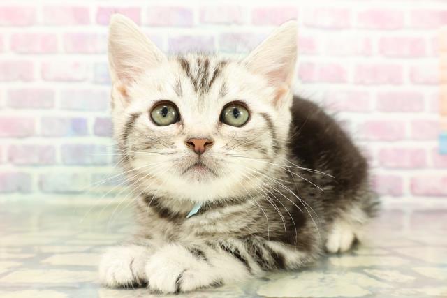 東京都のスコティッシュフォールド (Coo&RIKU東久留米店/2025年12月15日生まれ/男の子/シルバータビー)の子猫の2枚目の画像