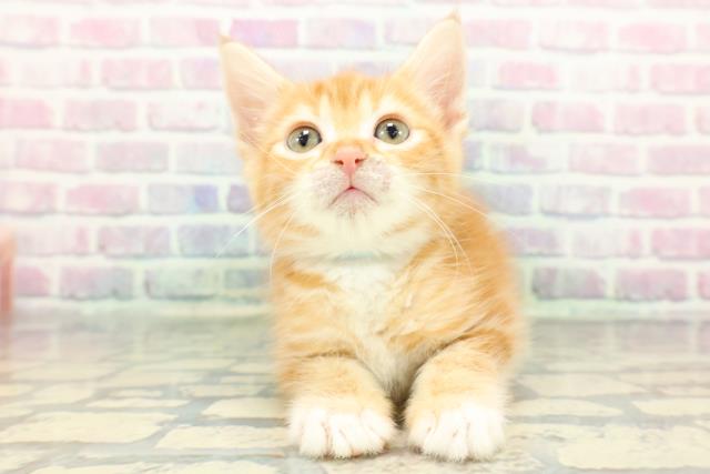 神奈川県のアメリカンカール (Coo&RIKU相模原店/2025年12月16日生まれ/男の子/レッドタビーホワイト)の子猫の1枚目の画像