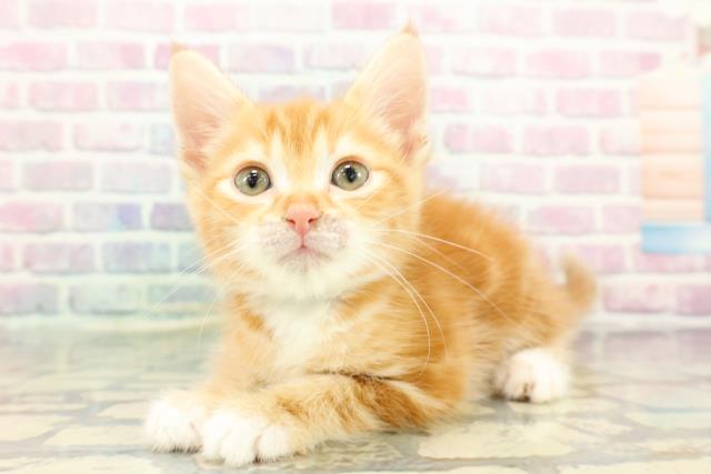 神奈川県のアメリカンカール (Coo&RIKU相模原店/2025年12月16日生まれ/男の子/レッドタビーホワイト)の子猫の2枚目の画像