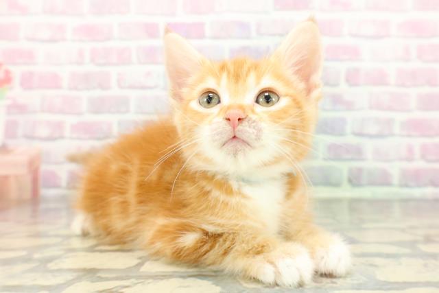 神奈川県のアメリカンカール (Coo&RIKU相模原店/2025年12月16日生まれ/男の子/レッドタビーホワイト)の子猫の3枚目の画像