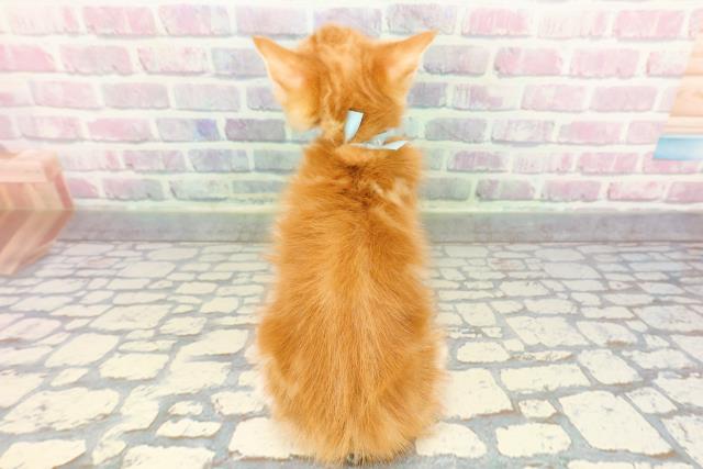 神奈川県のアメリカンカール (Coo&RIKU相模原店/2025年12月16日生まれ/男の子/レッドタビーホワイト)の子猫の4枚目の画像