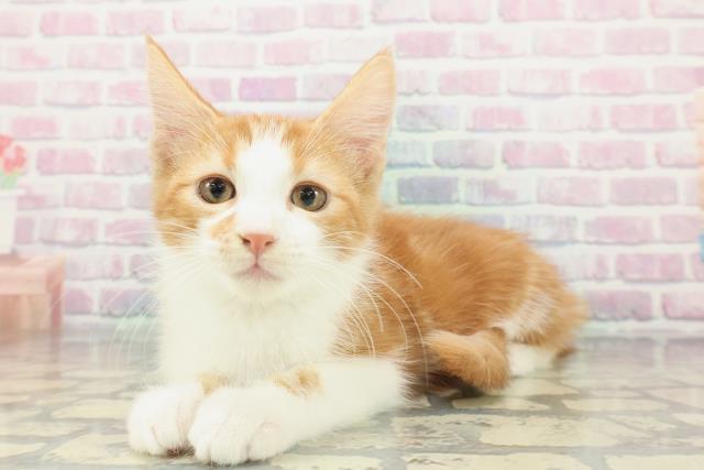 神奈川県のアメリカンカール (Coo&RIKU小田原店/2025年12月16日生まれ/男の子/レッドタビーホワイト)の子猫の2枚目の画像