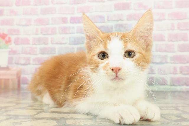 神奈川県のアメリカンカール (Coo&RIKU小田原店/2025年12月16日生まれ/男の子/レッドタビーホワイト)の子猫の3枚目の画像