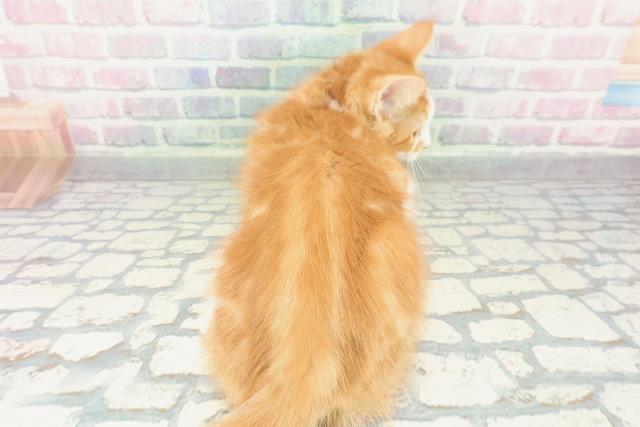 神奈川県のアメリカンカール (Coo&RIKU小田原店/2025年12月16日生まれ/男の子/レッドタビーホワイト)の子猫の4枚目の画像