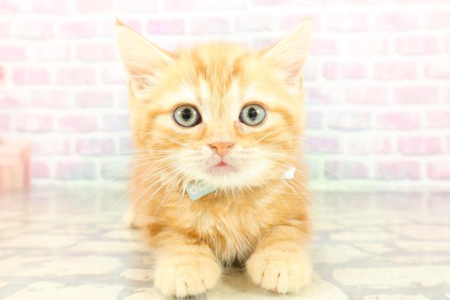 スコティッシュフォールド（立ち耳）