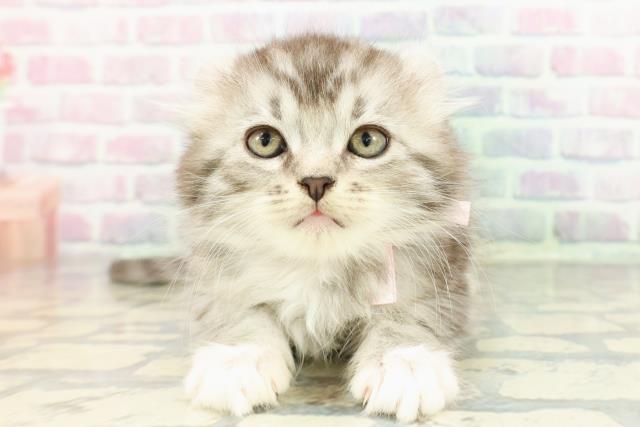 アメリカンカール