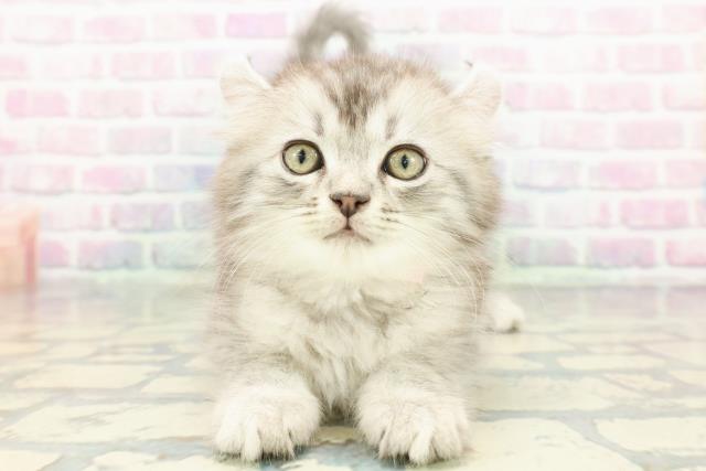 静岡県のアメリカンカール (Coo&RIKU藤枝店/2025年12月15日生まれ/男の子/シルバータビーホワイト)の子猫の1枚目の画像