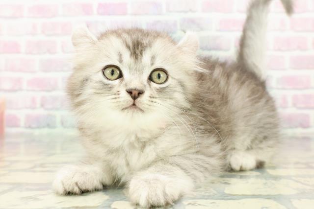 静岡県のアメリカンカール (Coo&RIKU藤枝店/2025年12月15日生まれ/男の子/シルバータビーホワイト)の子猫の2枚目の画像